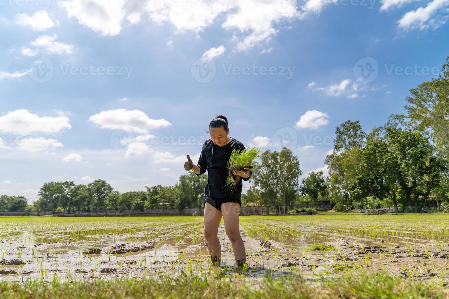 un hombre asiático aficionado prueba e intenta trasplantar plántulas de arroz en un campo de arroz en el día de cielo abierto. foto