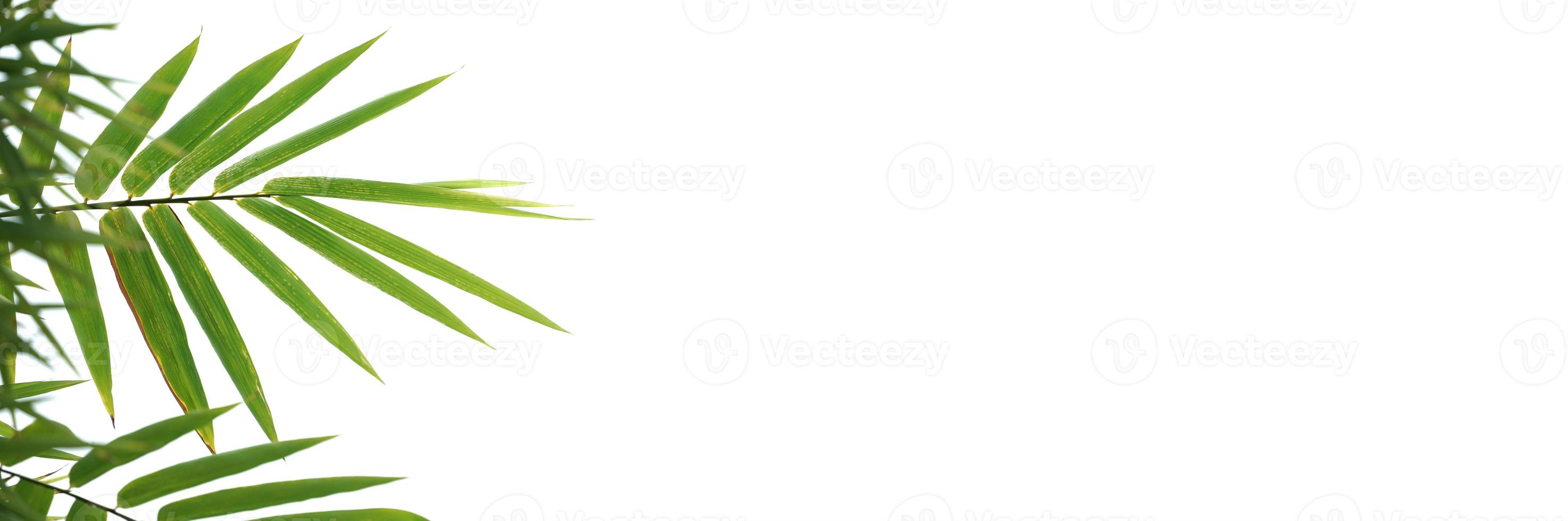 Bamboo leaf in beside of the frame with copy space on white background. photo