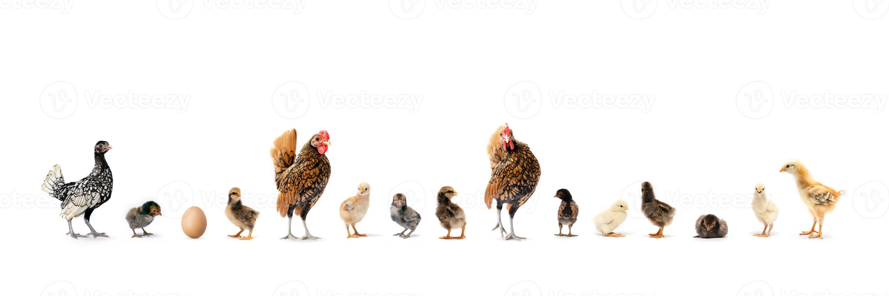 The Varieties of Chicken Speies such as Hamburg Leghorn Sebright Appenzeller Rhode Island Red and Wyandotte in the row on white background in studio light photo