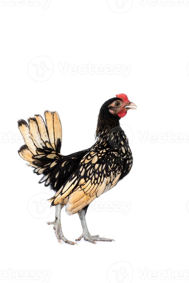 isolated gold SeBright Chick on the white background in studiolight photo