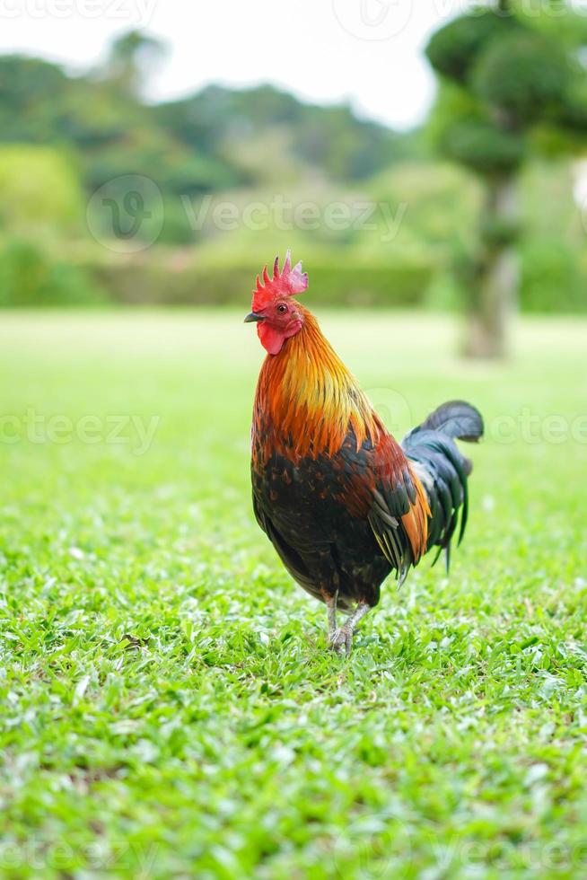 Asian Rooster Bantam cock chick red, orange black and brown colour on it at the wide grass outdoor field. photo