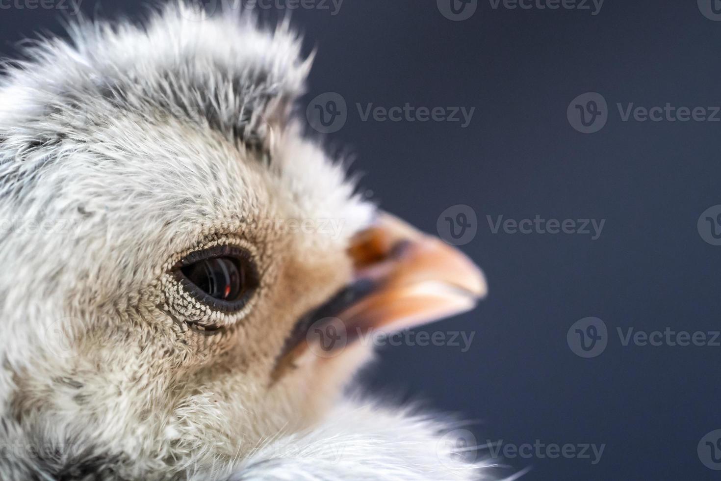 Close up macro photography baby white Appenzeller chick on dark blue background. photo