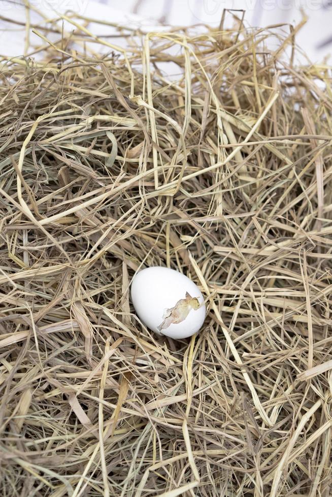 The Leghorn chick newborn was hatched from an egg in the nest. photo