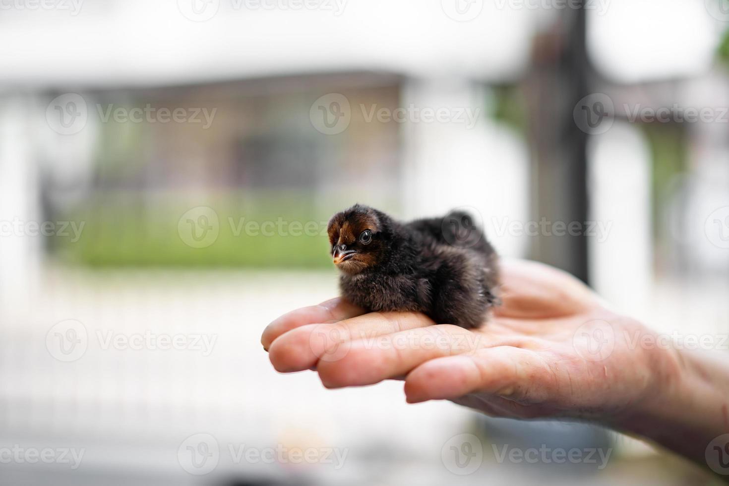 black adorable Isbar chick on human man hand in outdoor light with blur background. photo