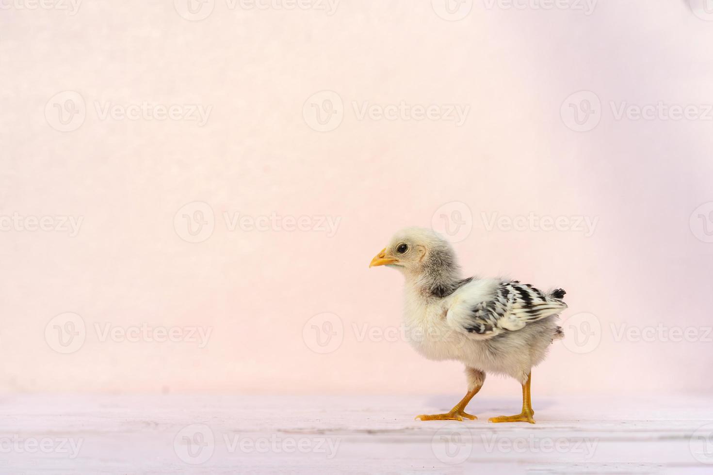 primer plano bebé de cuerpo completo pollito de hamburgo aislado de pie sobre una mesa de color rosa pastel y una pared a la luz del sol al aire libre. es reconocido en alemania y holanda foto