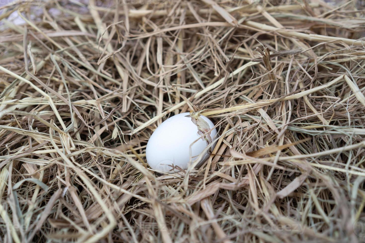 The Leghorn chick newborn was hatched from an egg in the nest. photo