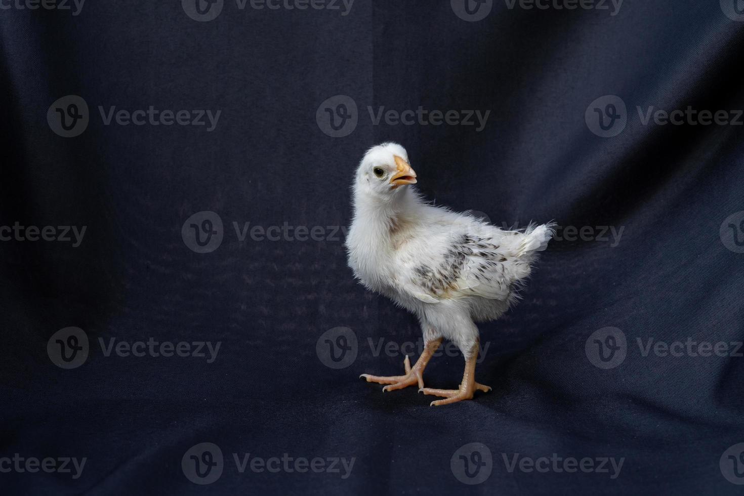 baby Hamburg Chicken is standing on dark cloth blue background. photo