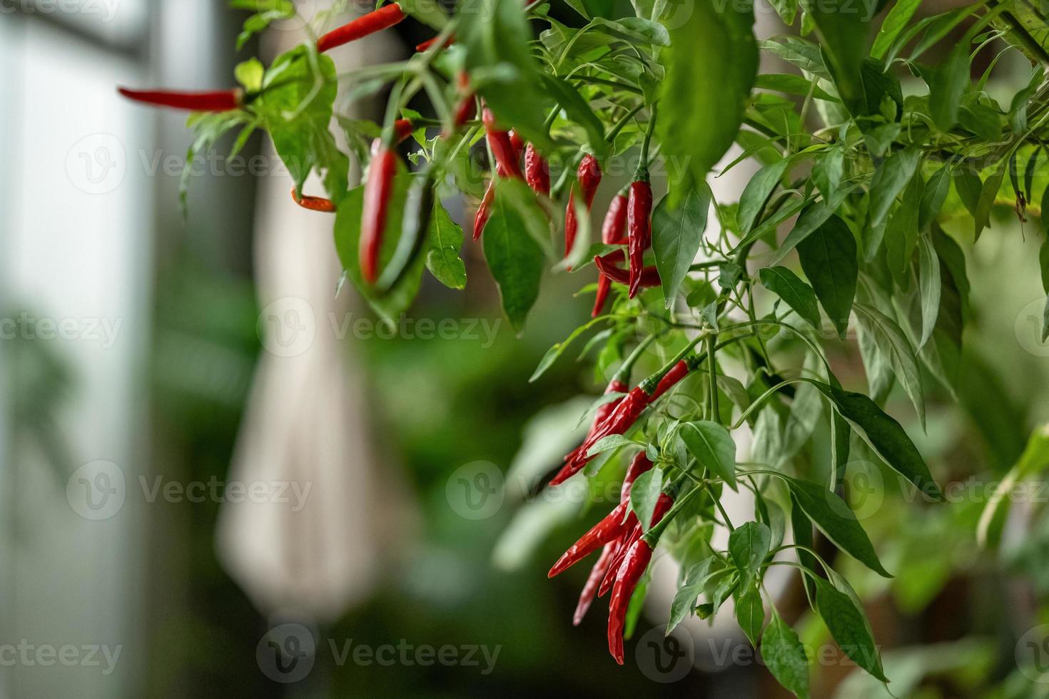 Chili Tree decoration in the beautiful gaden at night. photo