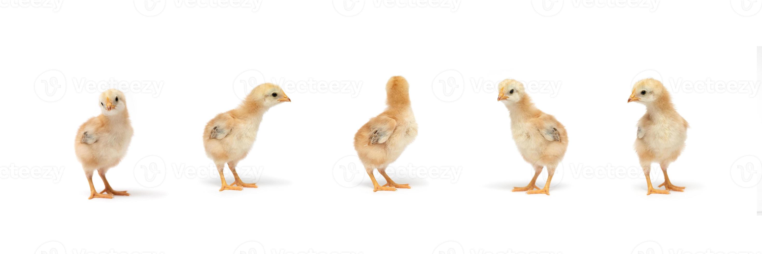 Isolated Little Rhode Island Red baby chicken team stand in a row on solid white clear background in studio light. photo