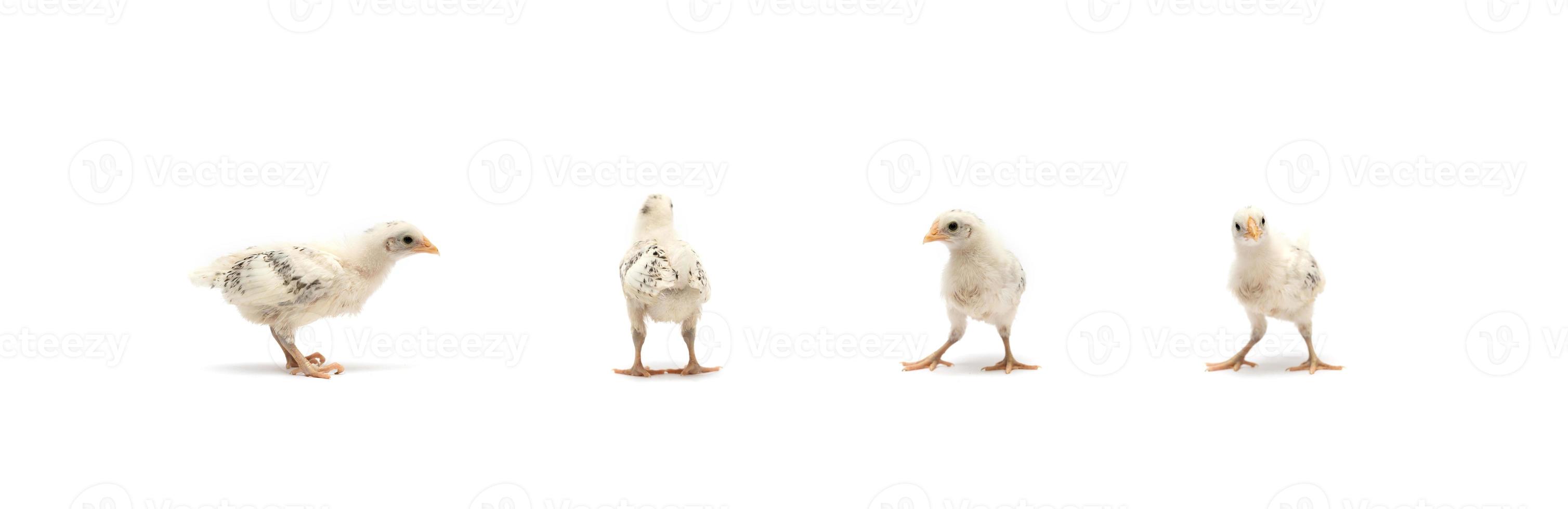 The isolated little baby HAMBURG Chick team in the row, standing on white cloth background. They are recognised in Germany and Holland. photo