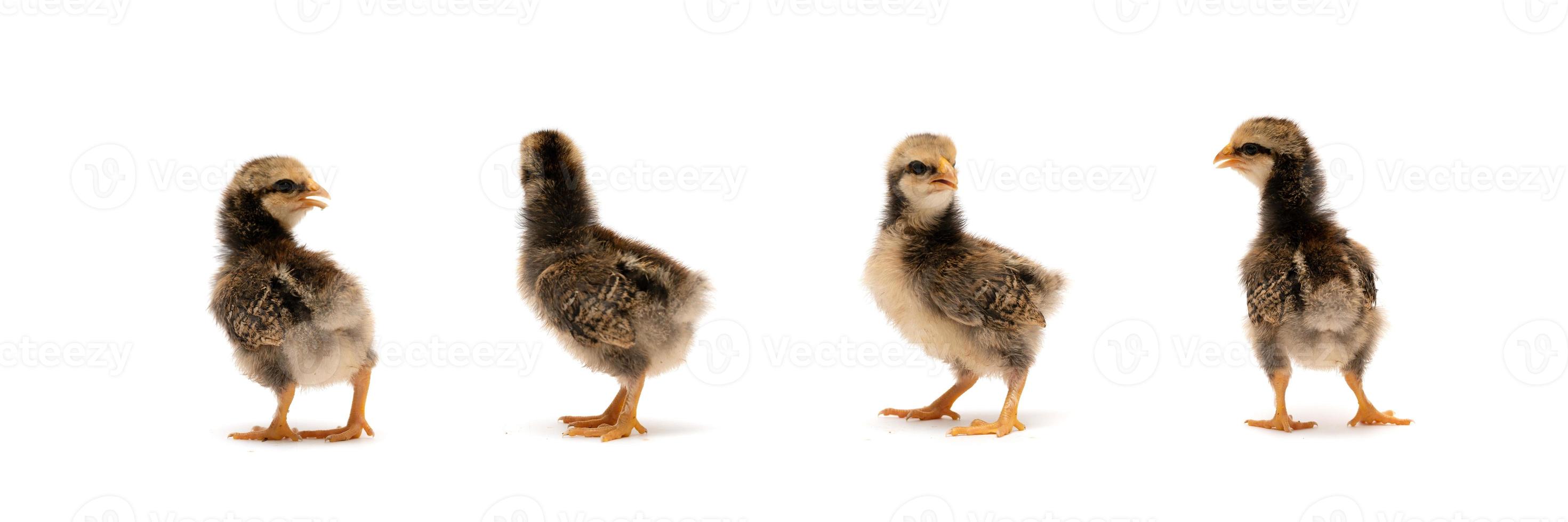 Isolated Baby Mini Wyandotte Chick on White clear background cover with green garden bokeh blur background. photo