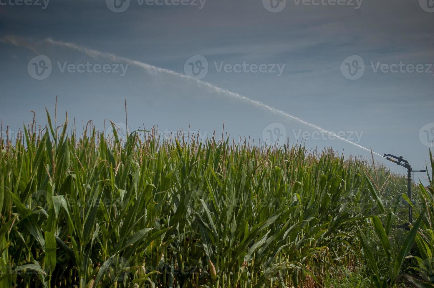 Riego de maizal con bomba de estiba foto