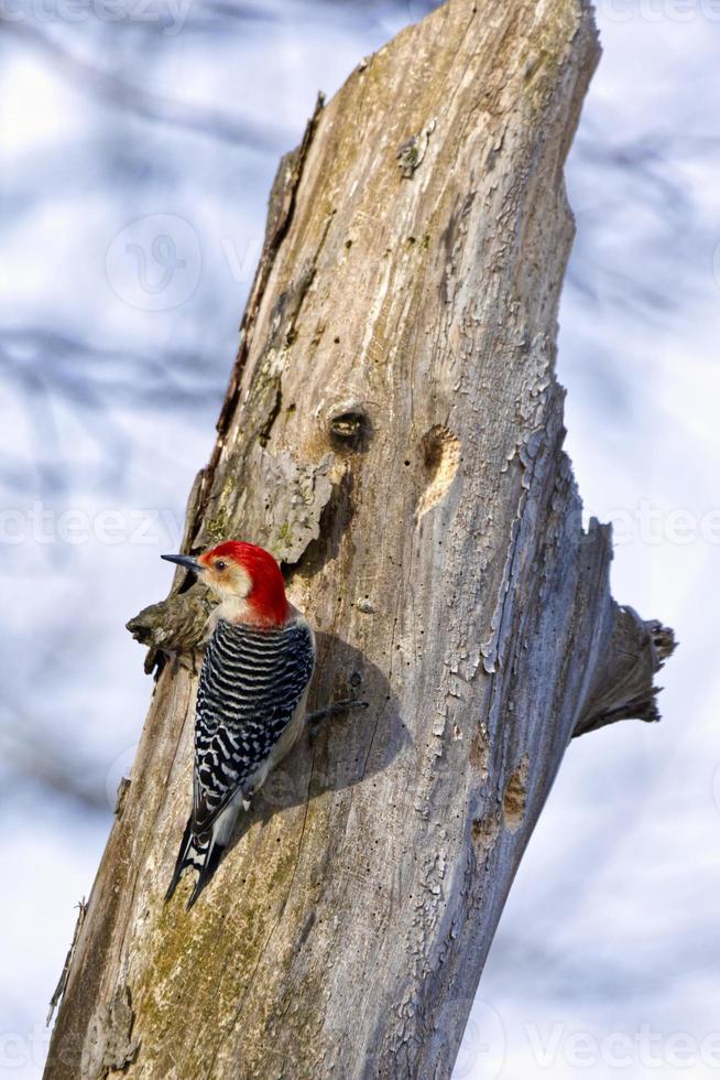 A Red-bellied Woodpecker - Melanerpes carolinus - perched on a dead tree photo