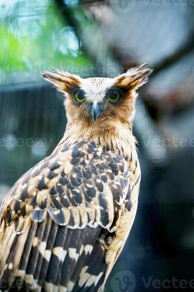 foto del pez buffy olw ketupa ketupu en una jaula en el zoológico. cerrar, mirar a la cámara