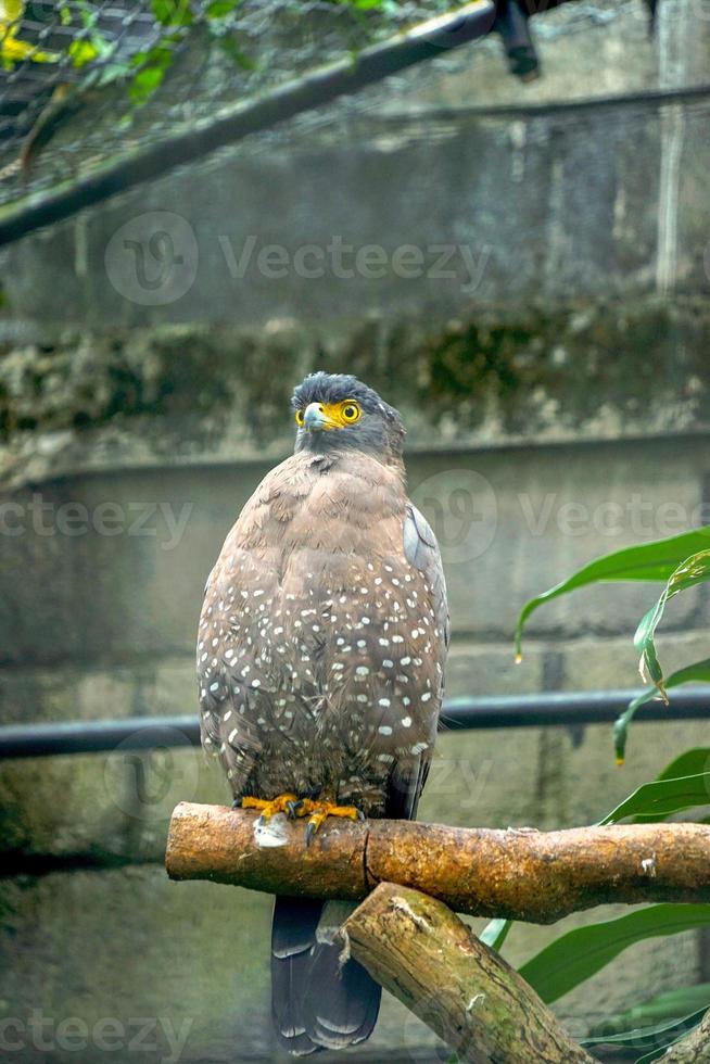 picture of crested sherpent eagle  spilornis cheela  perched on a log at the zoo. photo