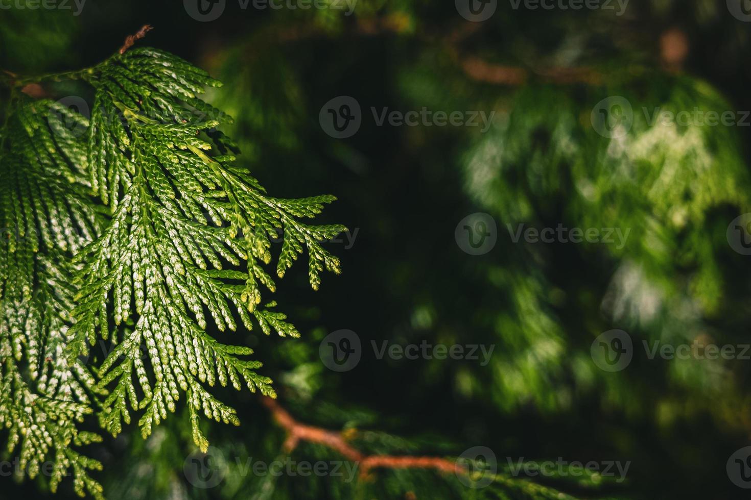 primer plano en agujas verdes de thuja plicata. rama de cedro rojo occidental foto