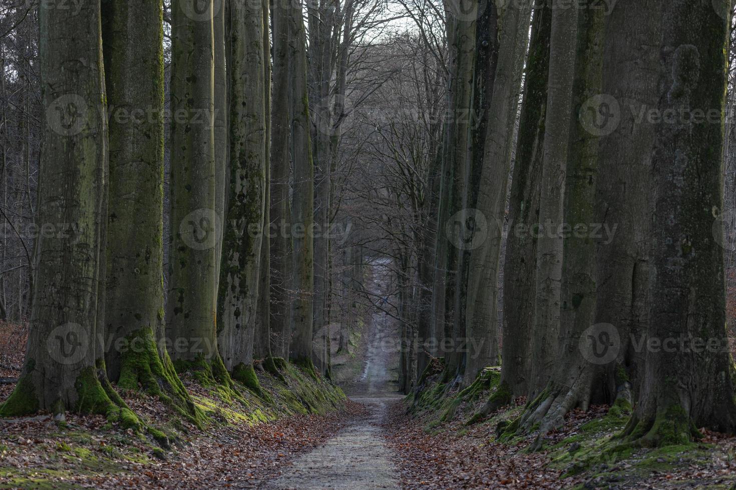 sendero en el bosque de otoño con carriles de árboles foto