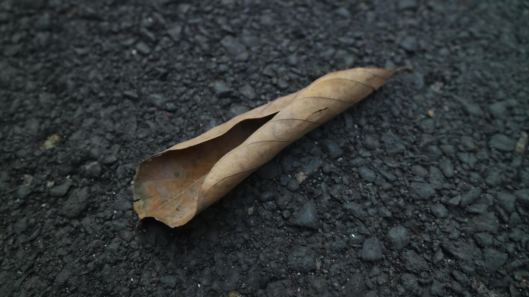 Dry leaf on asphalt photo