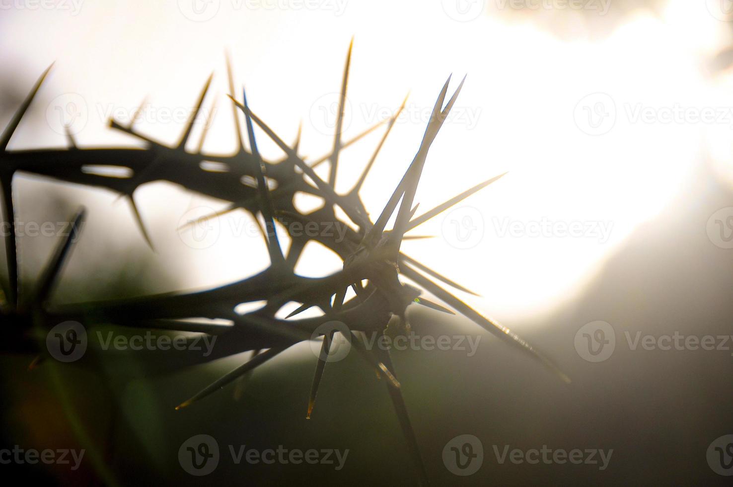 Crown of thorns with customizable space for the and Christian quotes. Christianity concept. photo