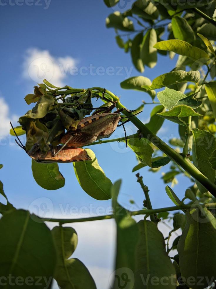 insect on a green leaf stalk against a background of sky and clouds photo