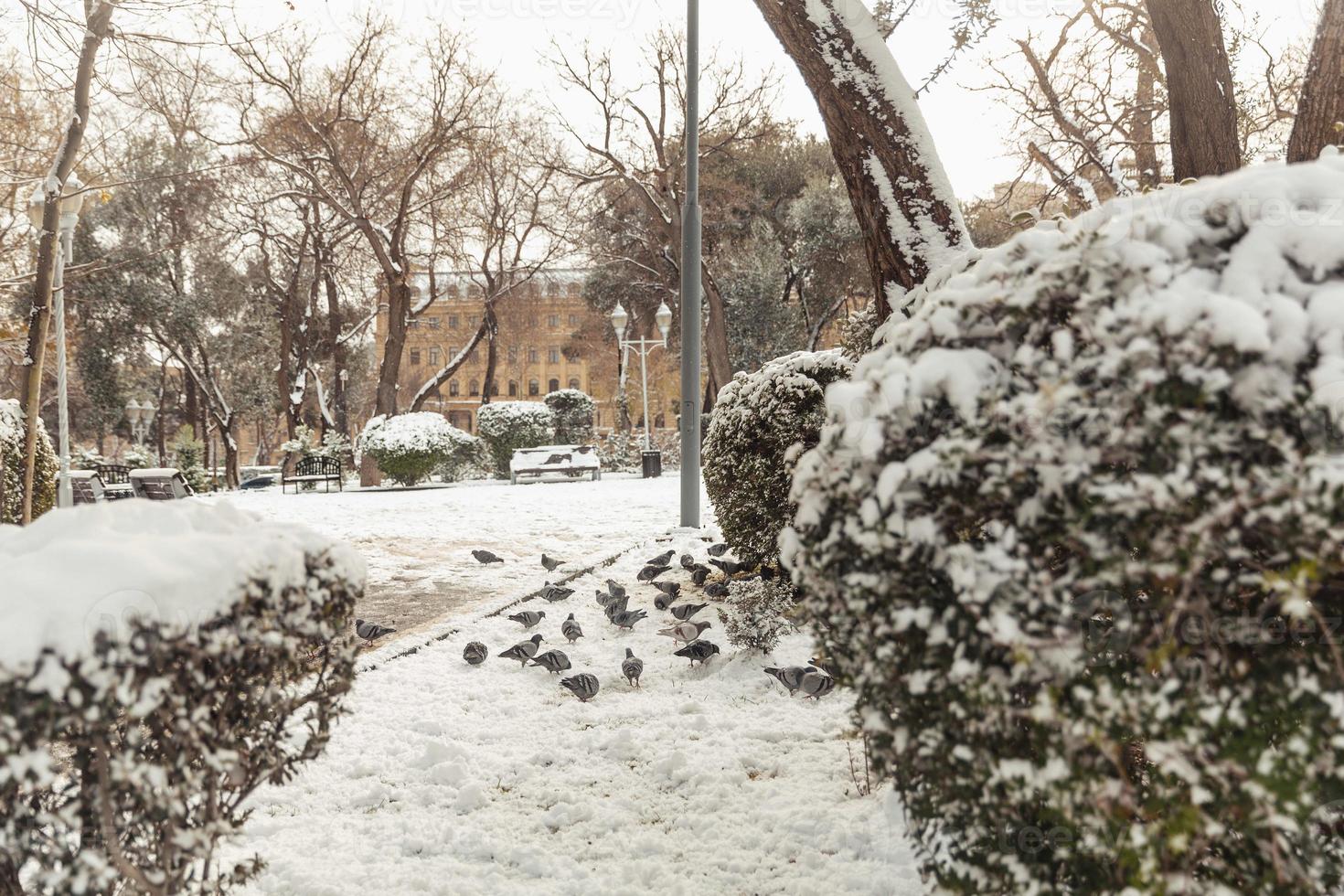 trees in the snow, winter landscapes photo