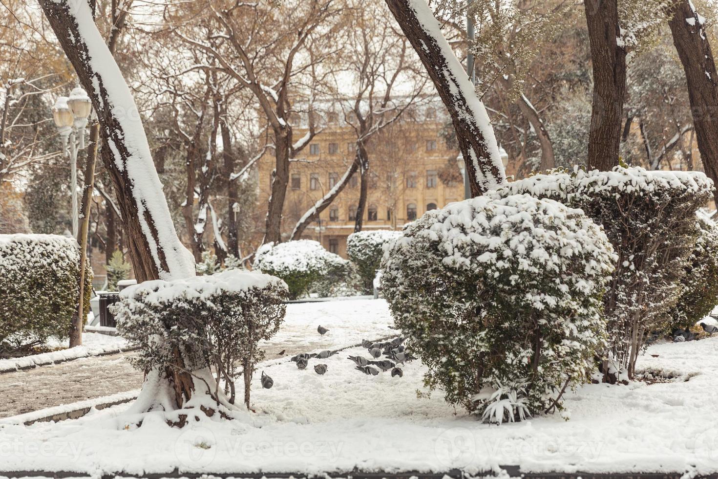 árboles en la nieve, paisajes de invierno foto