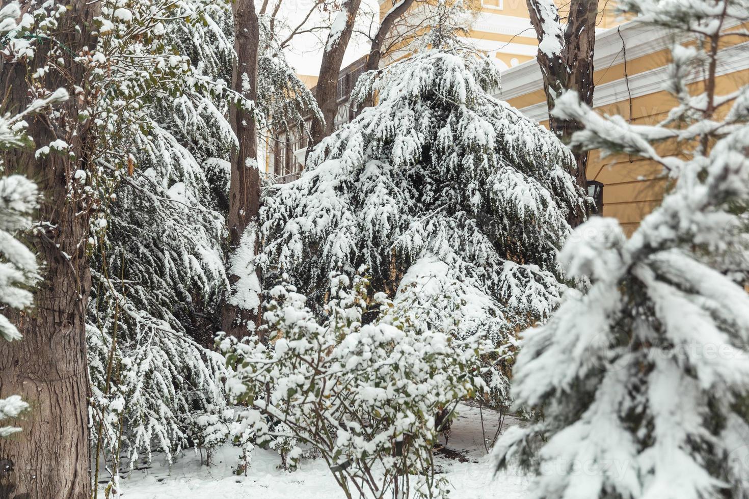 árboles en la nieve, paisajes de invierno foto