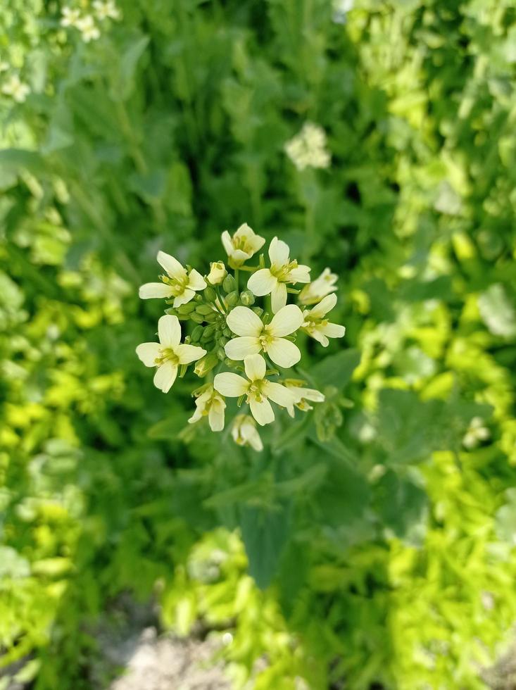 descarga gratuita de imágenes de flor de mostaza foto