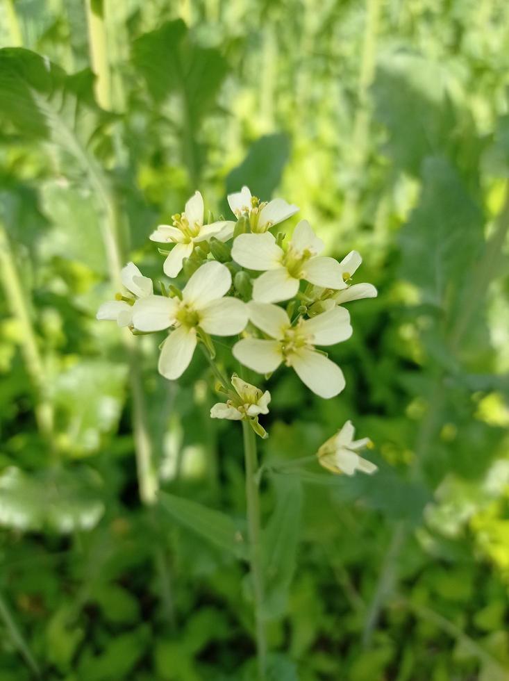 Mustard Flower Images Free Download photo