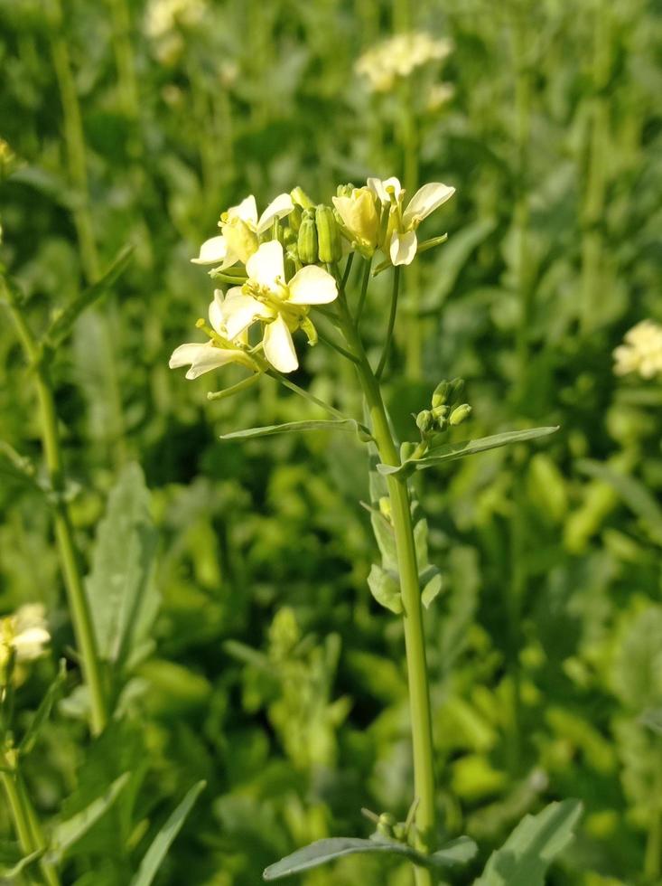 Mustard Flower Images Free Download photo
