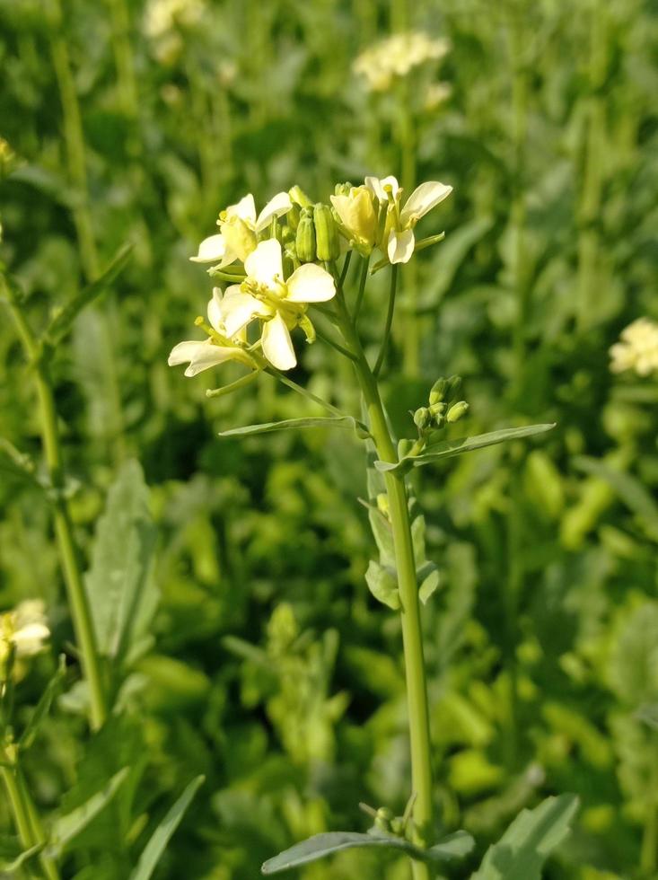 descarga gratuita de imágenes de flor de mostaza foto