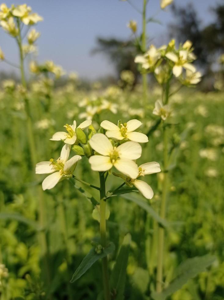 descarga gratuita de imágenes de flor de mostaza foto