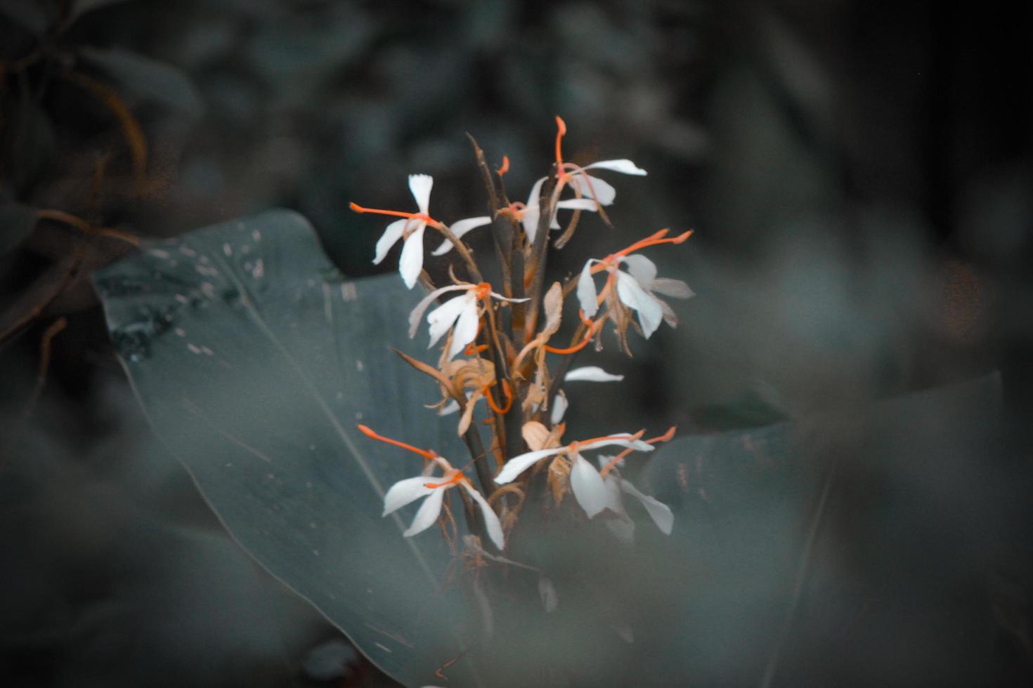 White flowers in the garden in the morning photo