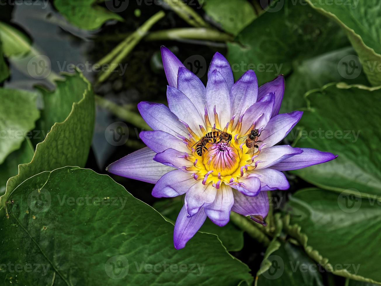 Purple Water Lily with Bees photo