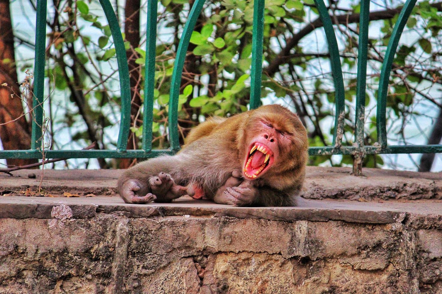 Closeup shot of an aggressive monkey in the zoo photo