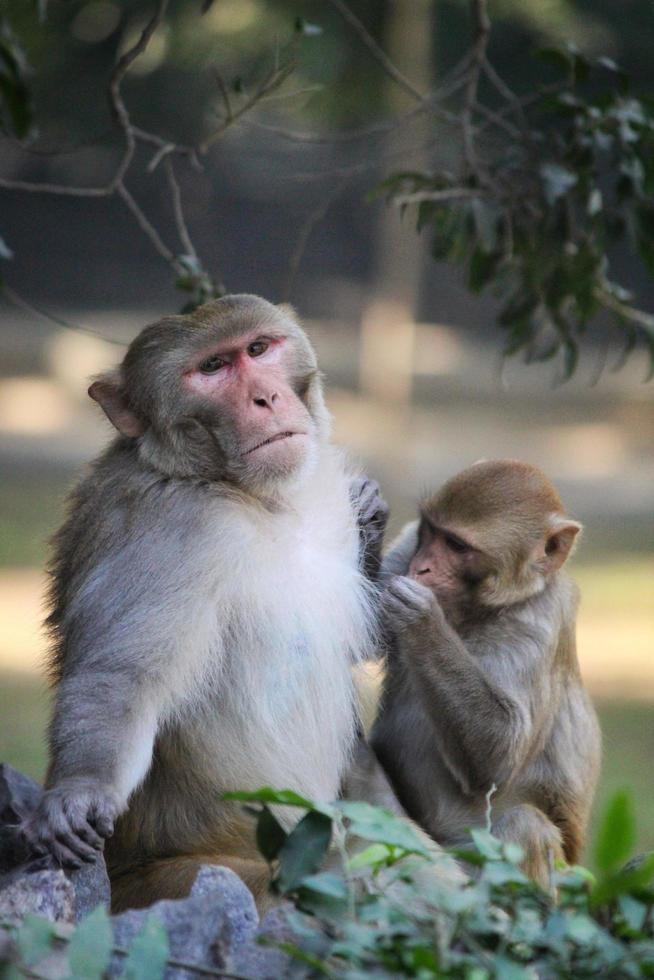 Closeup shot of monkeys picking lice in the zoo photo