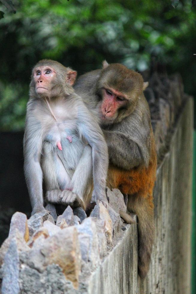 Closeup shot of monkeys picking lice in the zoo photo