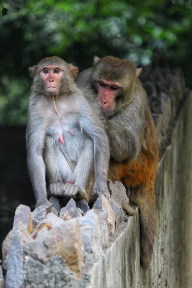 Closeup shot of monkeys picking lice in the zoo photo