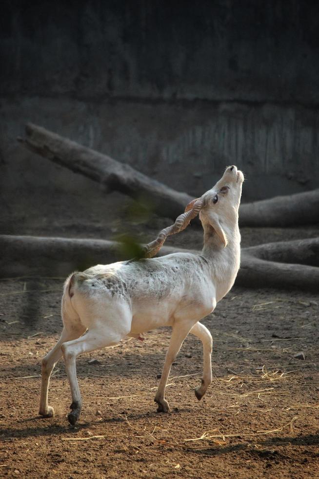 Albino blackbuck standing on the field photo