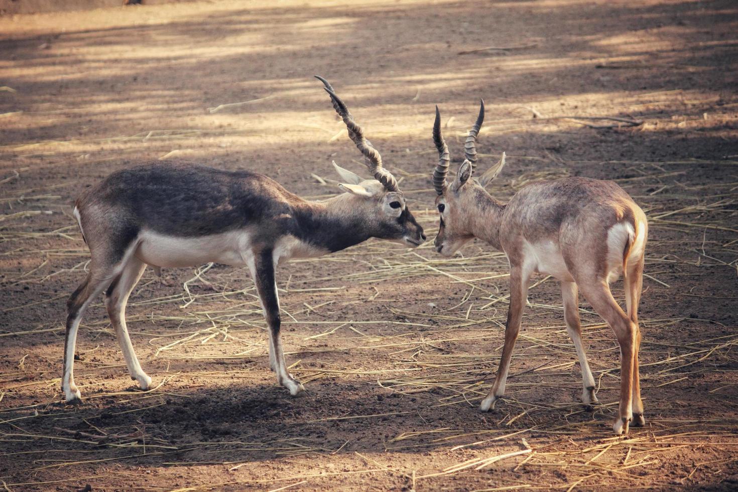 Selective focus of two young antelope looking at each other in a zoo photo