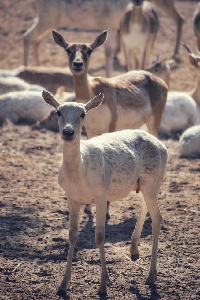 Selective focus of two female antelopes with their herd on the backgroound photo
