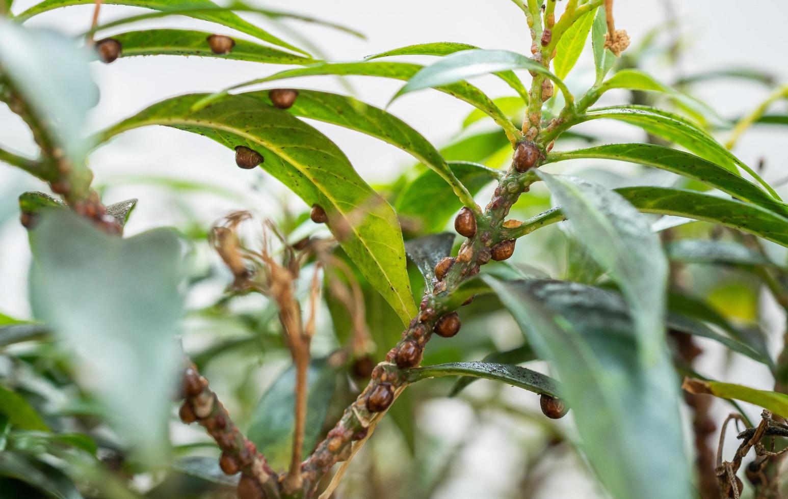 Brown scale insects living on a branch of plant. It grow beneath a wax covering which protects the insect underneath it may be a flattened oval, dome-shaped, oyster shell-shaped etc. photo