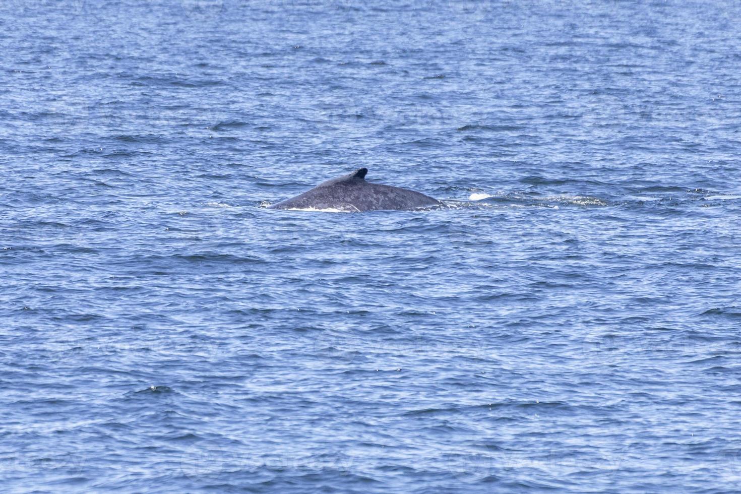 Humpback Whales in Vancouver photo