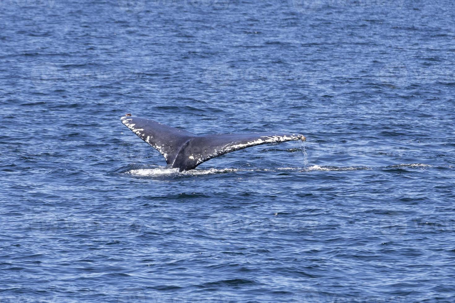 Humpback Whales in Vancouver photo