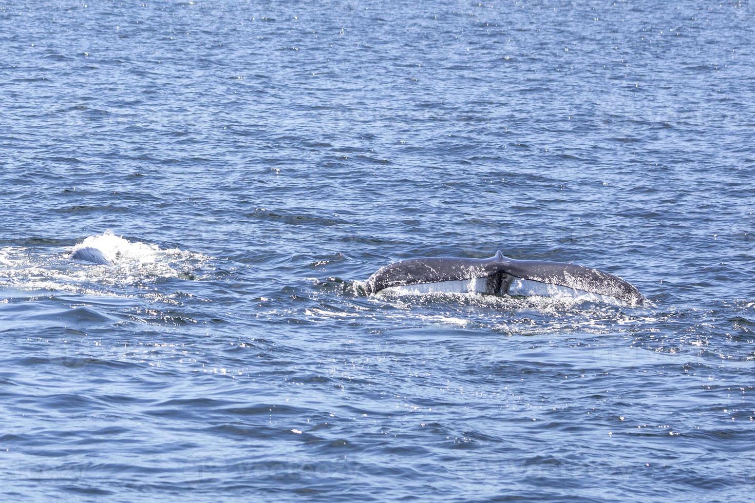 ballenas jorobadas en vancouver foto