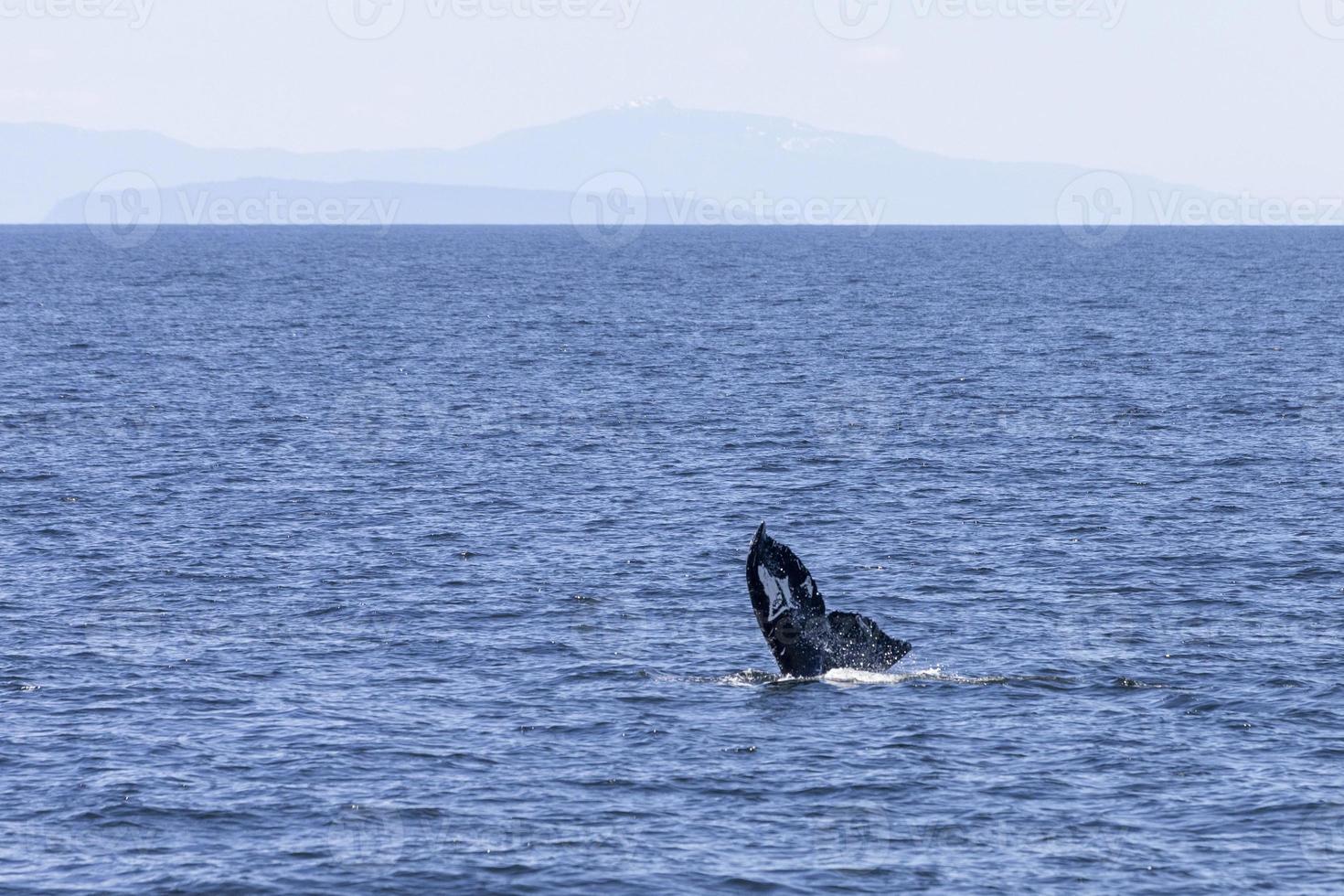 Humpback Whales in Vancouver photo