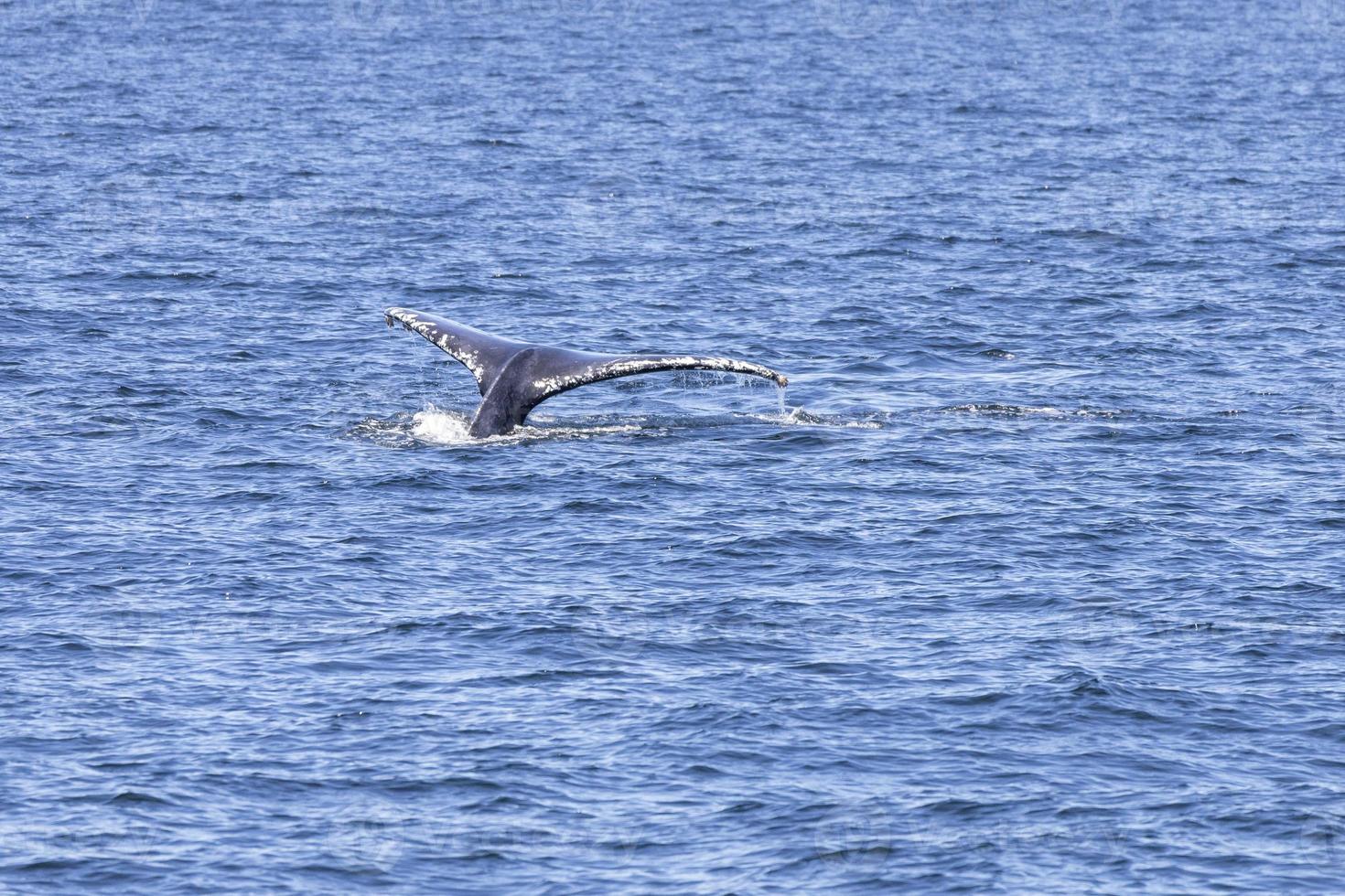Humpback Whales in Vancouver photo