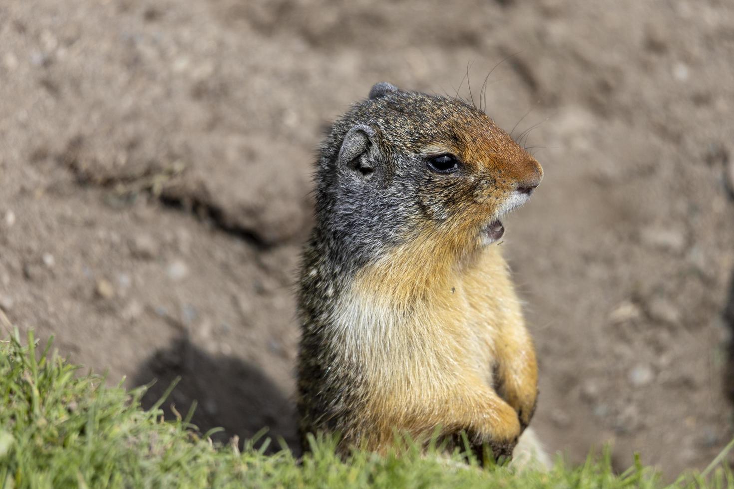 Ground Squirrels near Banff, Canada photo