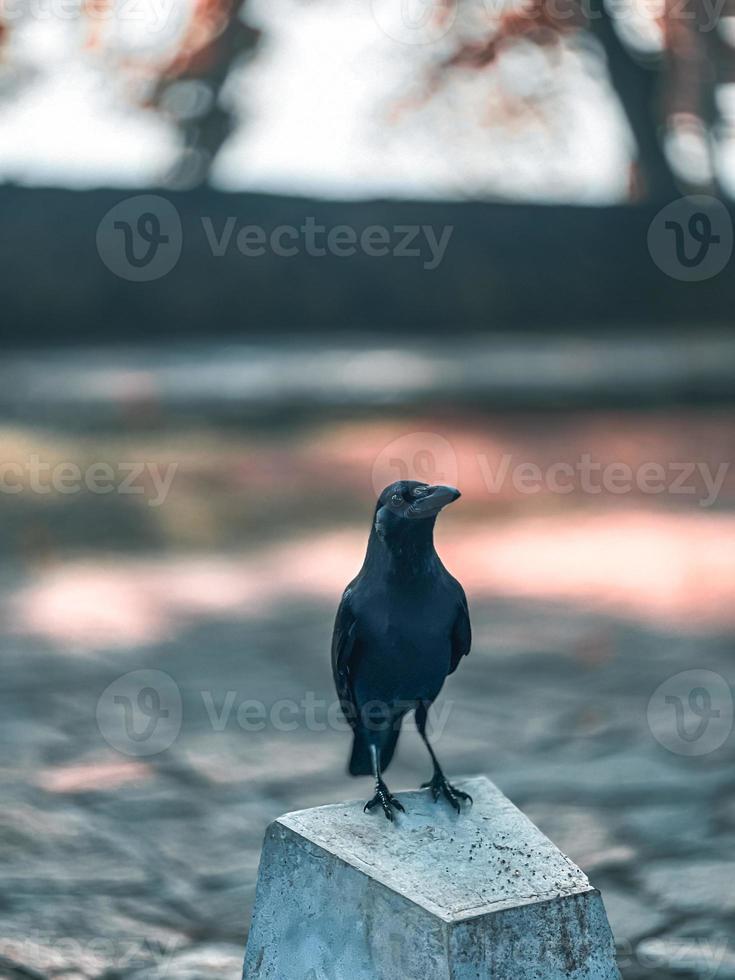 Crow on a fence photo