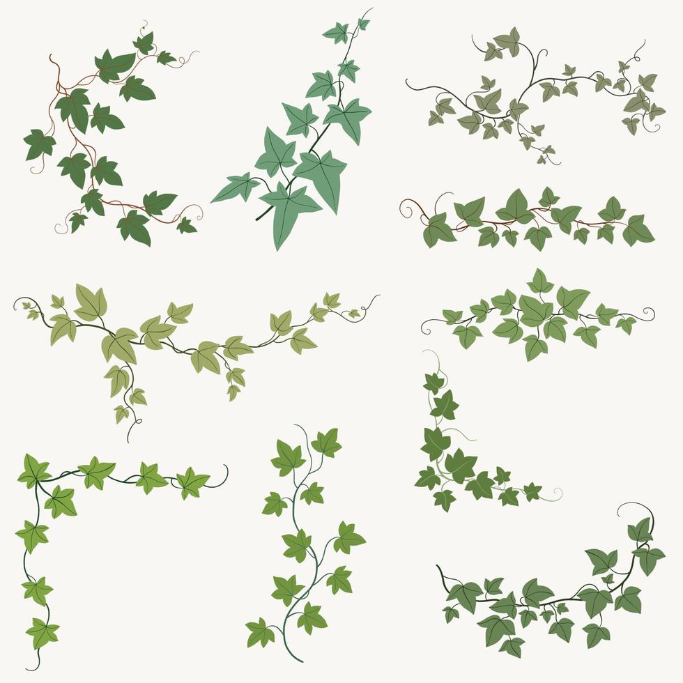 Floral ivy drawing decorative ornament flat design collection. vector